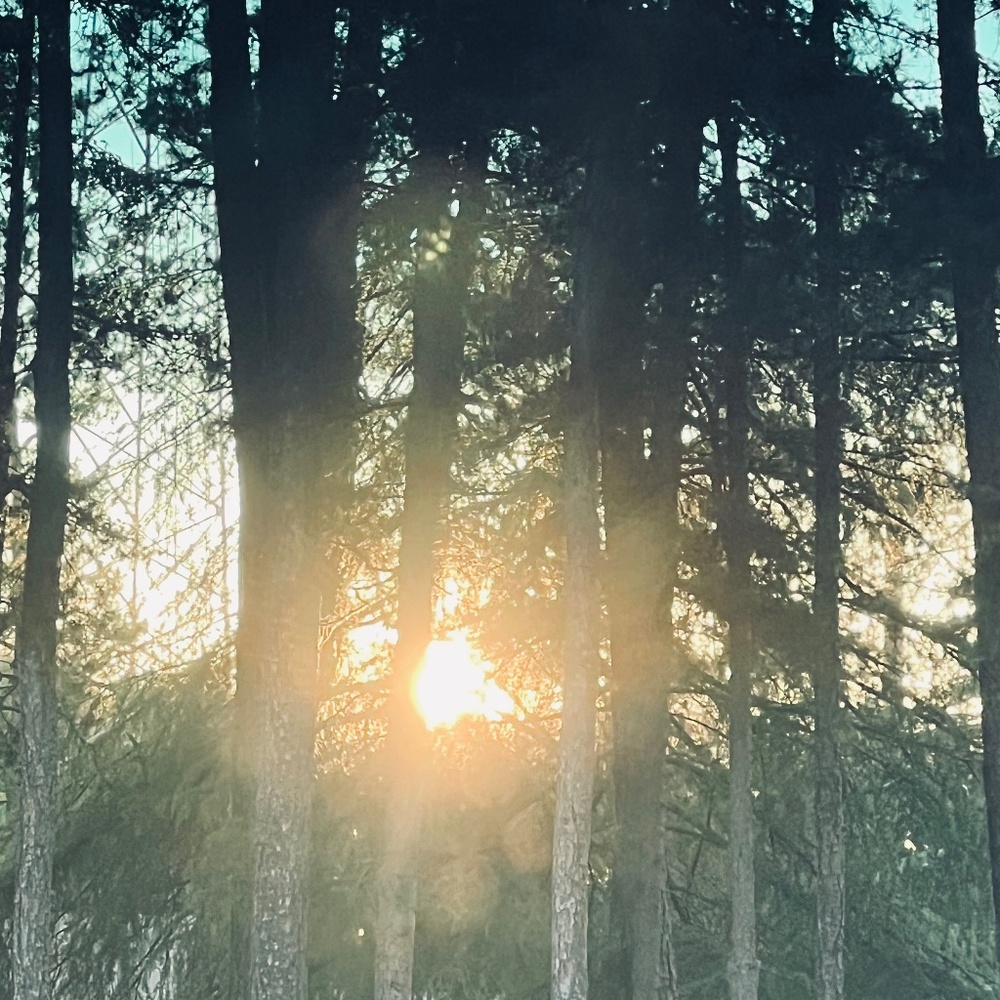 Meet your Posher, 🪻🌺